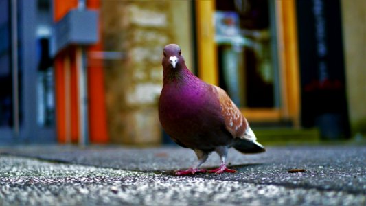 Purple Pigeon Standing On Black Concrete Surface photo
