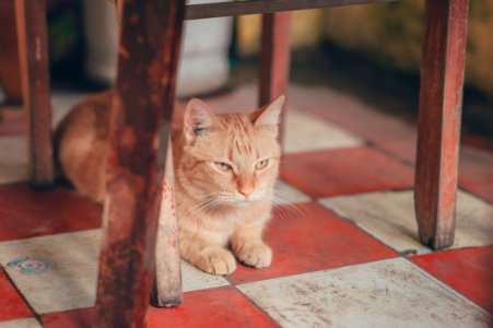 Photography Of Orange Tabby Cat Lying On Floor photo
