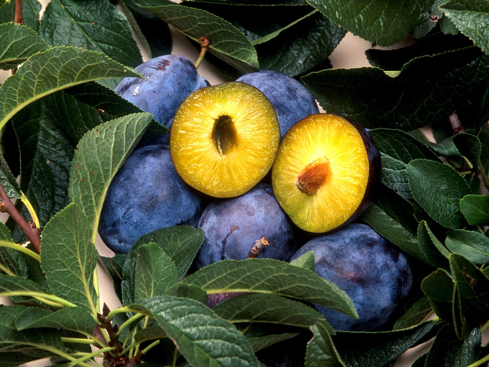 Plant fruit nuclear