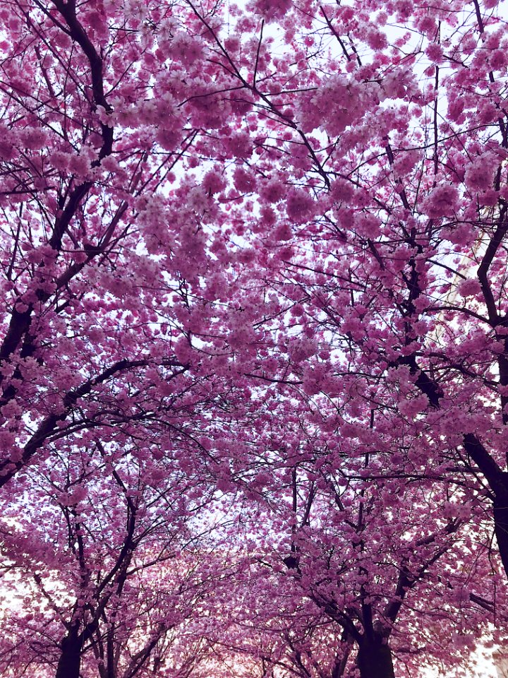 Cherry Blossom Trees
