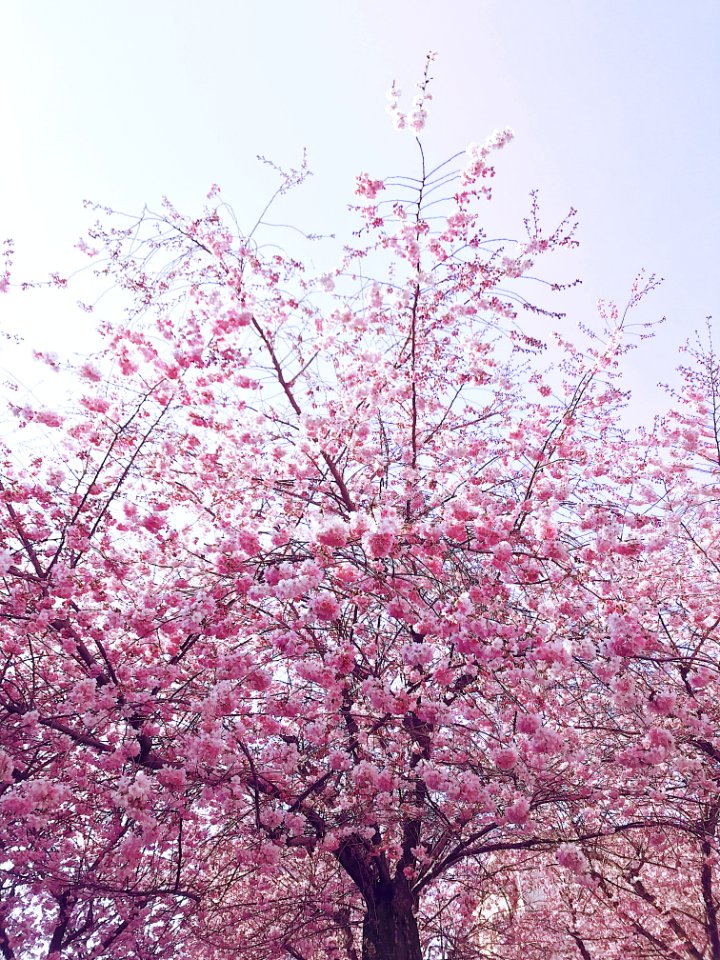 Photo Of Cherry Blossom Tree