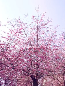 Photo Of Cherry Blossom Tree photo