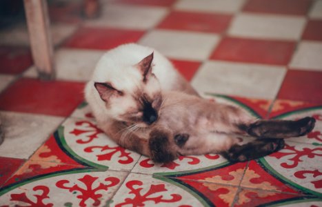 Photography Of White Siamese Cat Lying On Floor photo