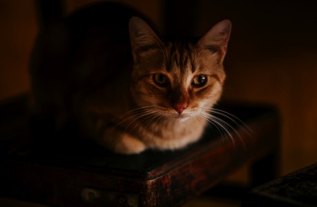 Close-Up Photography Of A Cat Lying On Wooden Chair photo