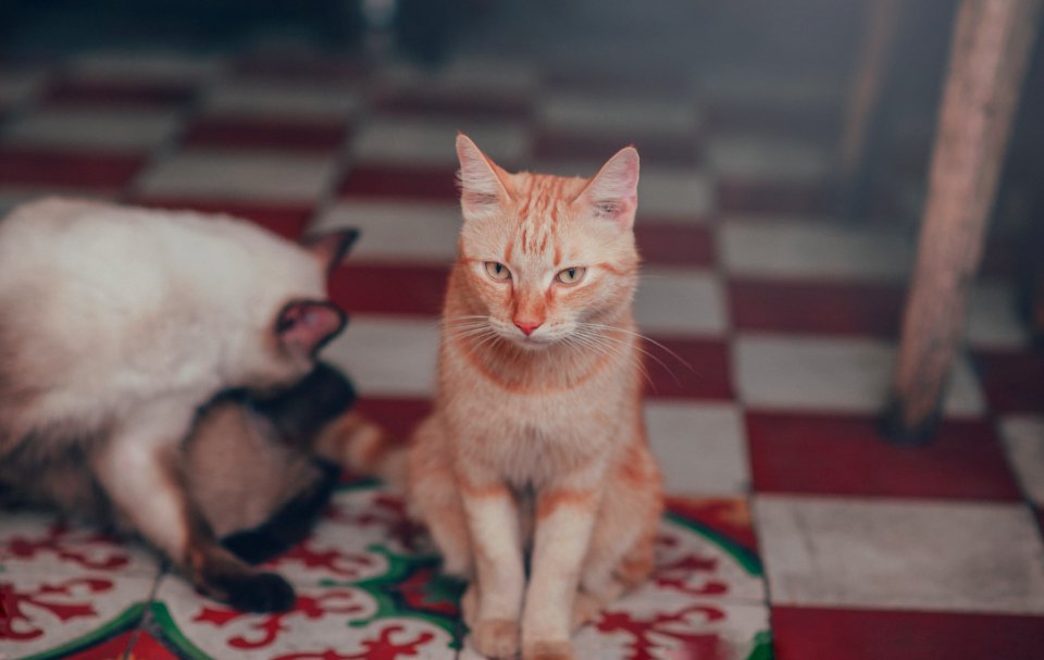 Close-Up Photography Of Orange Tabby Cat photo