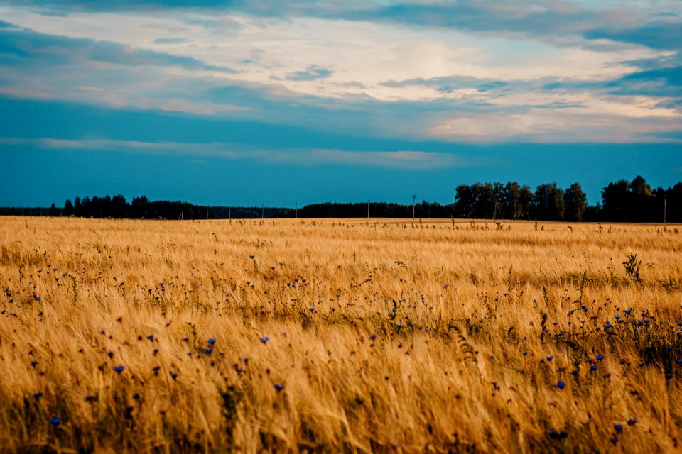 Field Of Brown Wheat