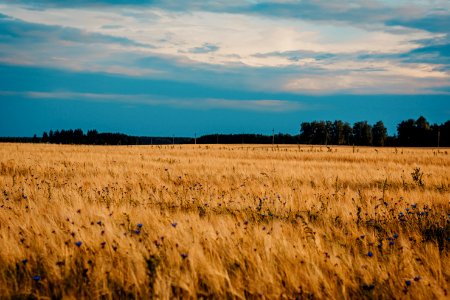 Field Of Brown Wheat photo