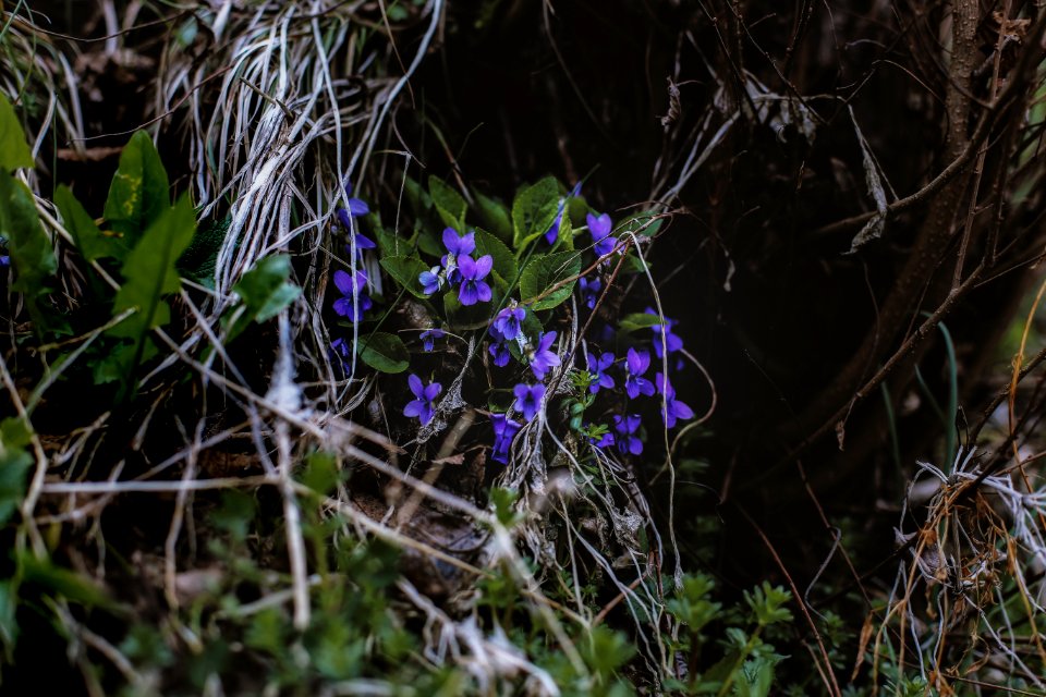 Photo Of Purple Flowers Near Leaves