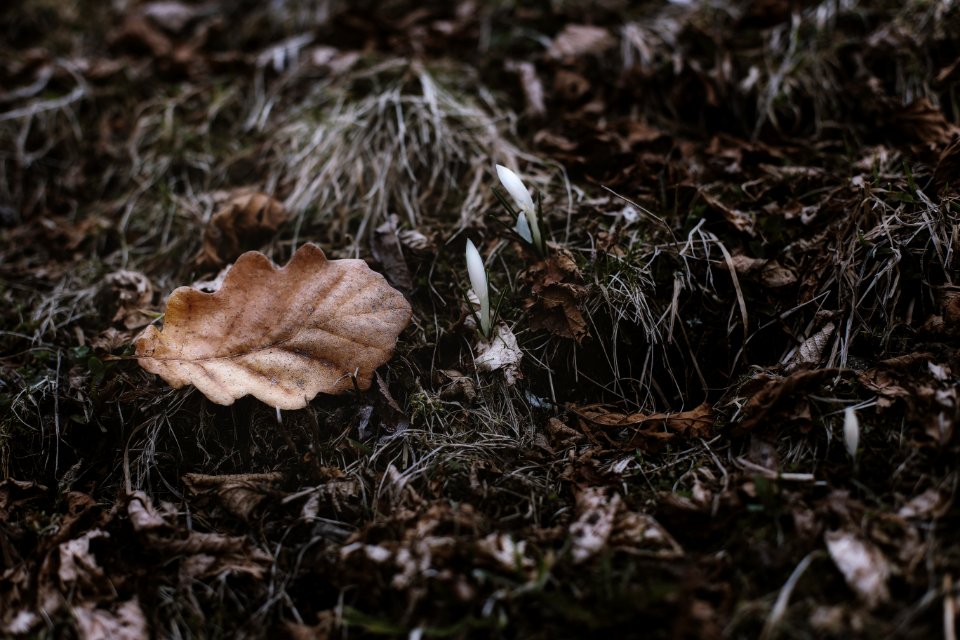 Close-Up Photography Of Dry Leaves