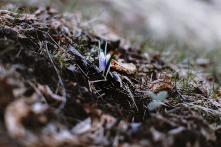 Selective Focus Photo Of Green Grass photo