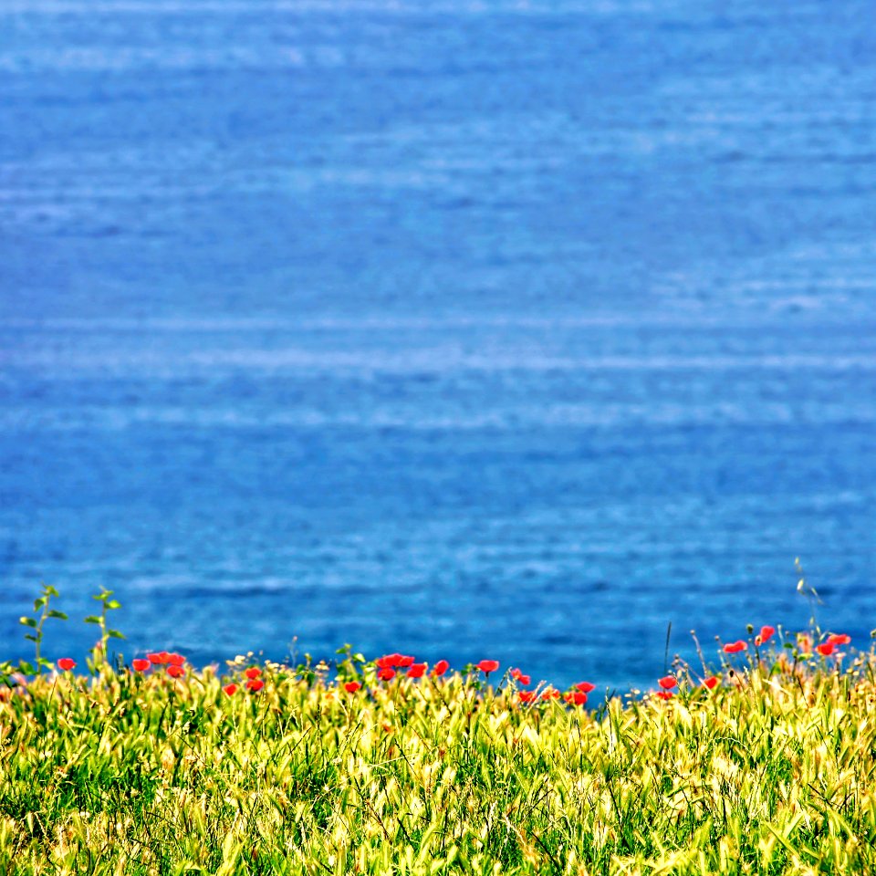 Red Bed Of Flowers With Blue Background
