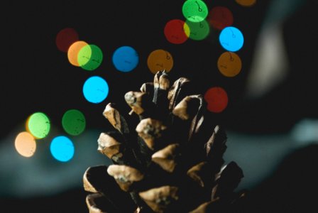 Selective Focus Photography Of Pine Cone photo
