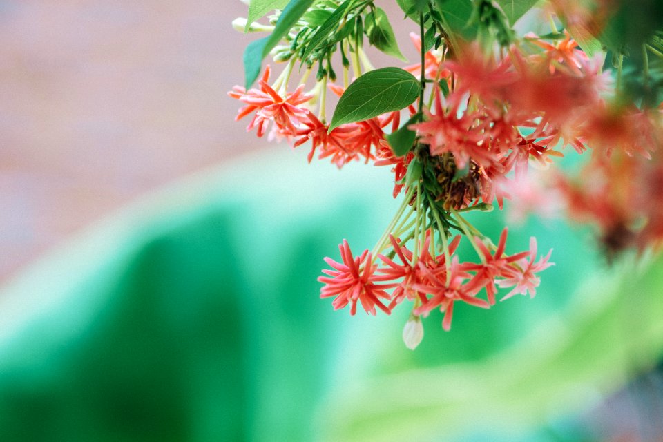 Pink Petaled Flower Selective Focus Photography photo