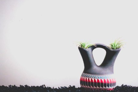 Plants Inside A Pot