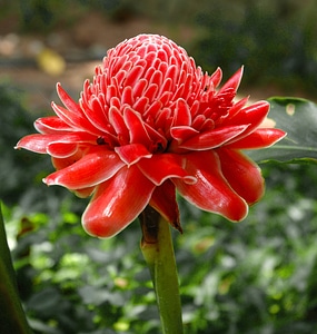 Flower exotic red photo