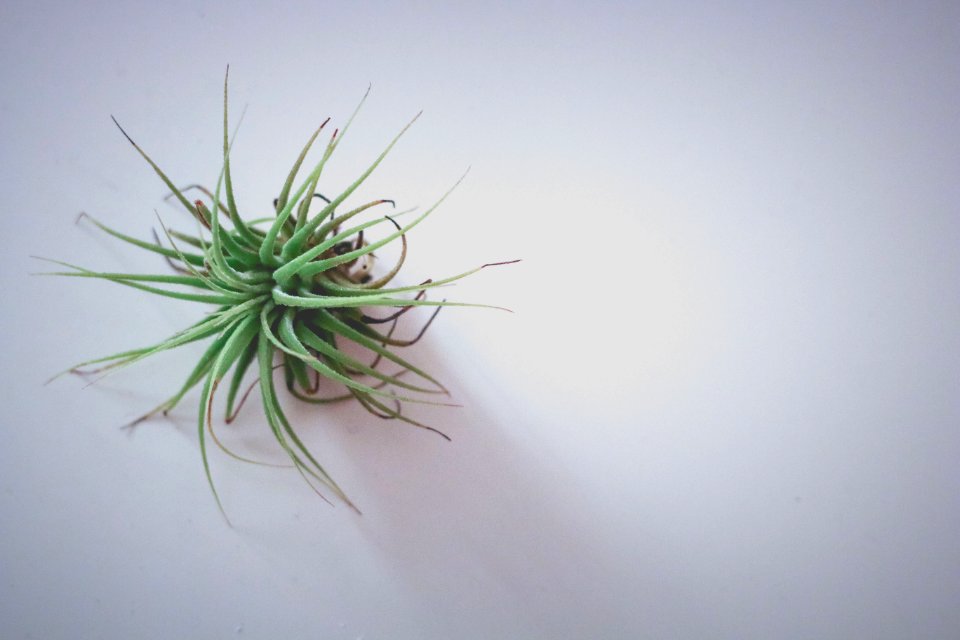 Green Plant