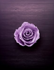 Purple Rose On Wooden Surface photo