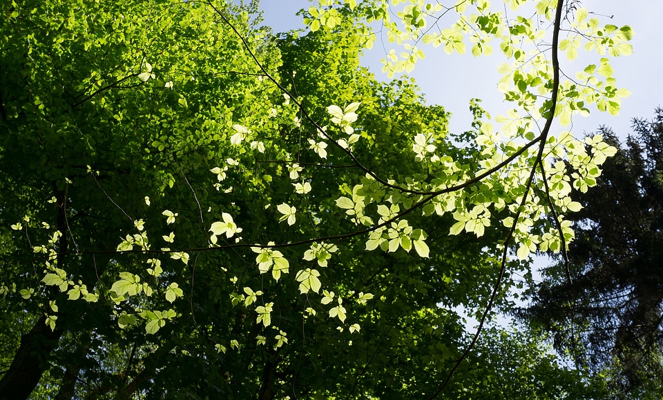Leaf light green photo
