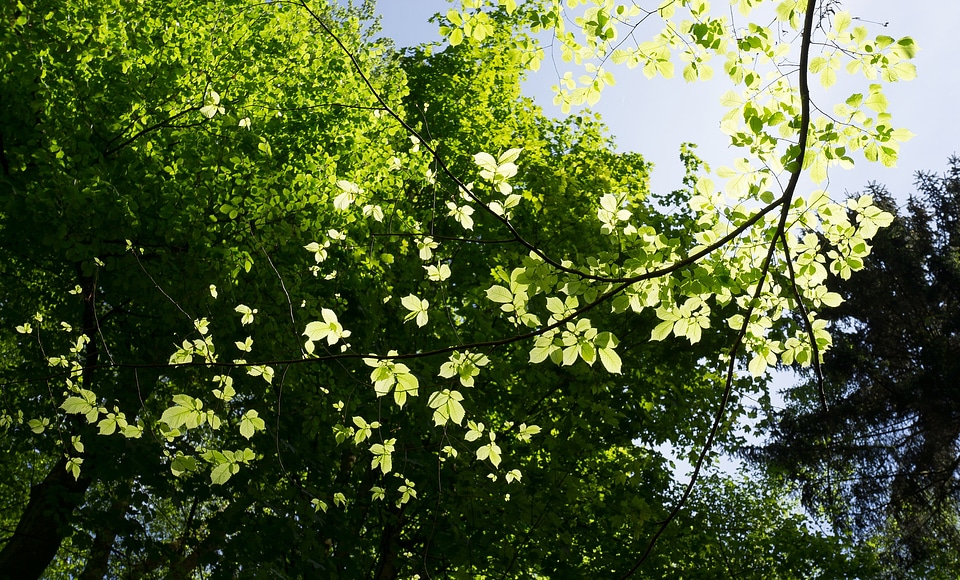 Leaf light green