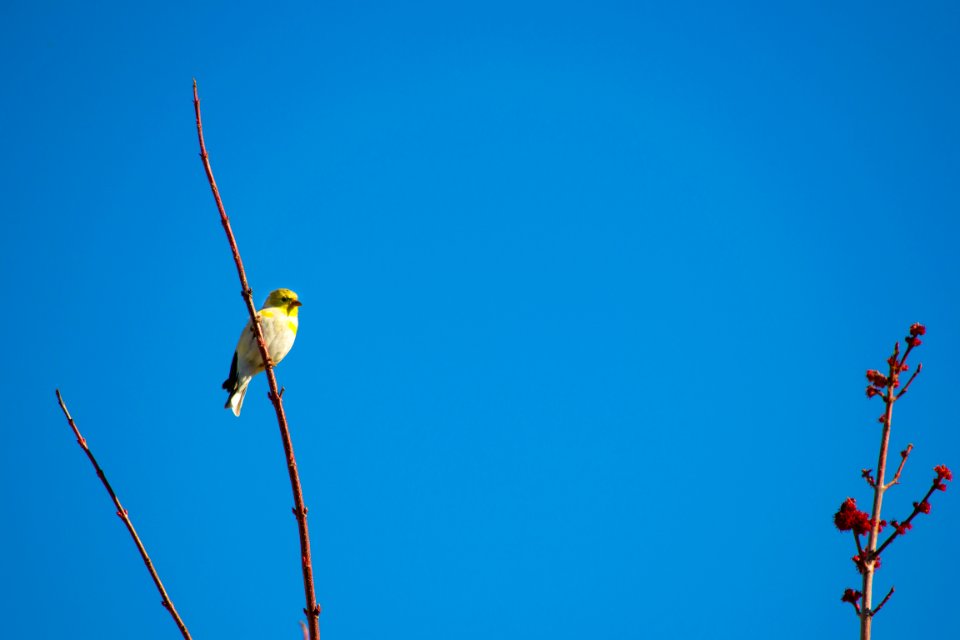 Bird Perched photo