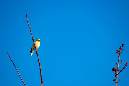 Bird Perched photo