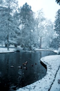 Flock Of Ducks On Body Of Water