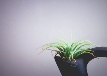 Green Plant In Black Vase photo