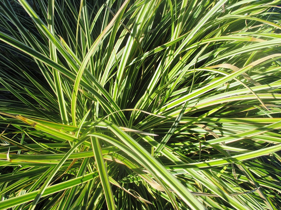 Shrub garden green