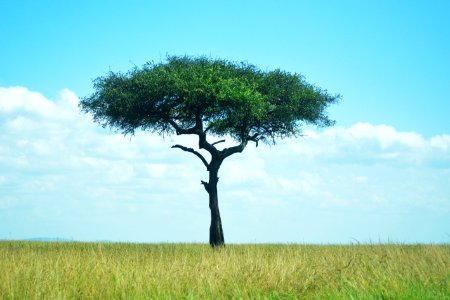 Tree Surrounded By Green Grass