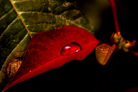 Red Leaf