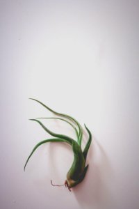 Green Plant