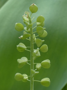 Green triple seeds photo