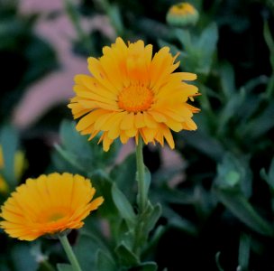 Yellow Petaled Flower