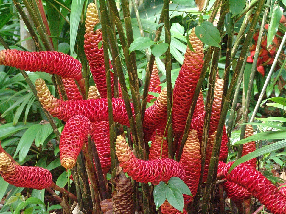 Garden botanical red