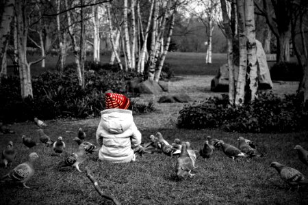 Selective Colour Photography Of Toddler Sitting On Grass Next To Pigeons