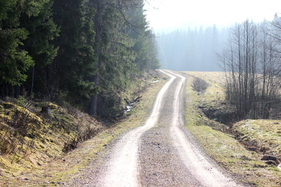 Photo Of Road And Trees