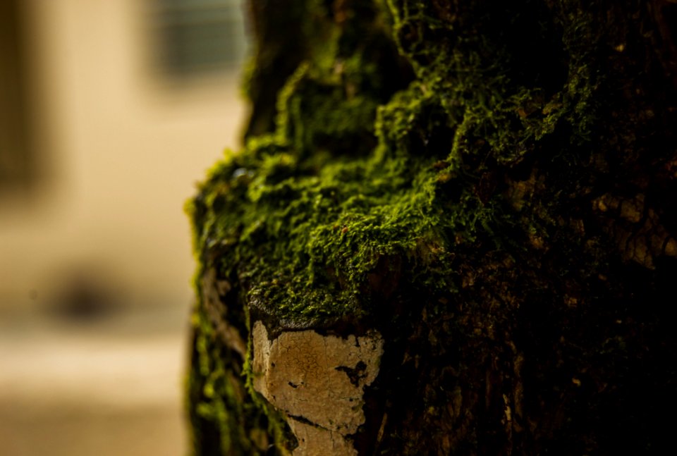 Close-up Photo Of Green Moss