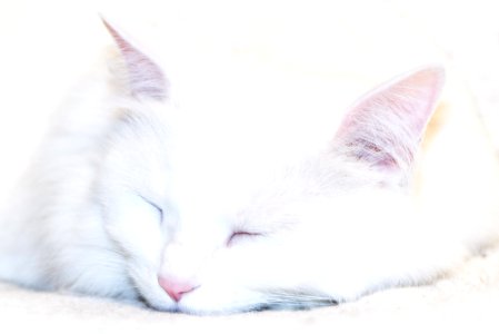 Photo Of White Cat Sleeping photo