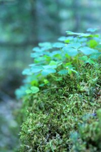 Green Clover Plants