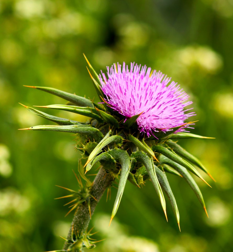 Close-up Photography Of Purple Flower