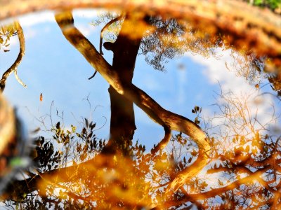 Reflection Of Tree