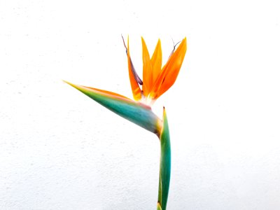 Orange Birds Of Paradise Flower Closeup Photo photo