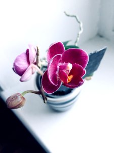 Purple Orchid In White Ceramic Pot