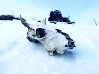 Animal Skull On Ground Covered With Snow photo