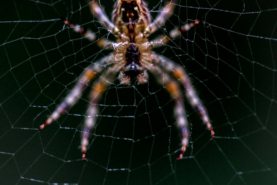 Close-up Selective Focus Photography Of Barn Spider On Web