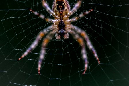 Close-up Selective Focus Photography Of Barn Spider On Web photo