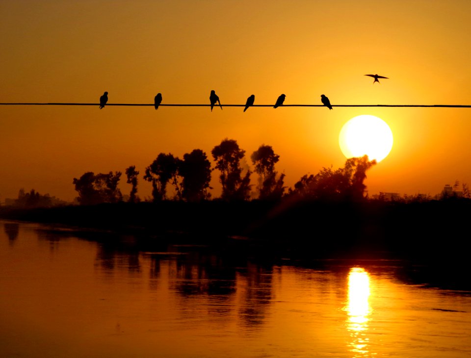 Silhouette Sf BirdS Perched On Electric Wire During Sunset