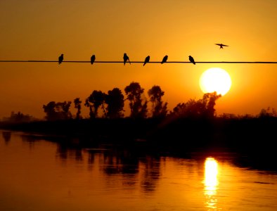 Silhouette Sf BirdS Perched On Electric Wire During Sunset
