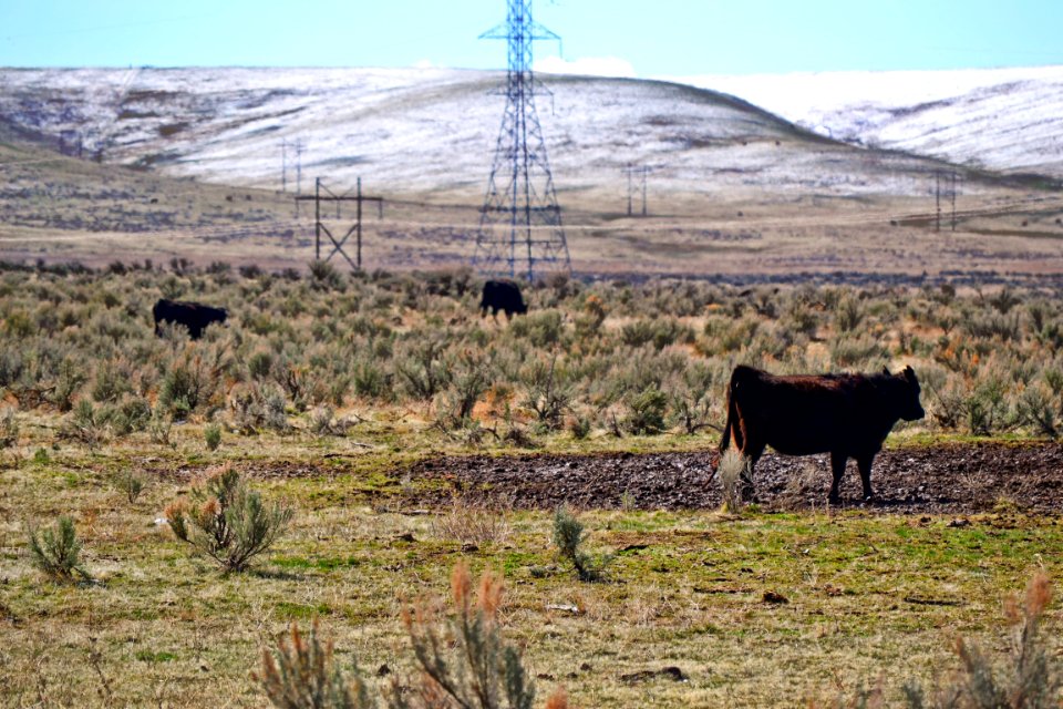 Brown Cow On Green Grass