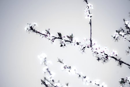 Close-Up Photography Of Flower Blossom photo